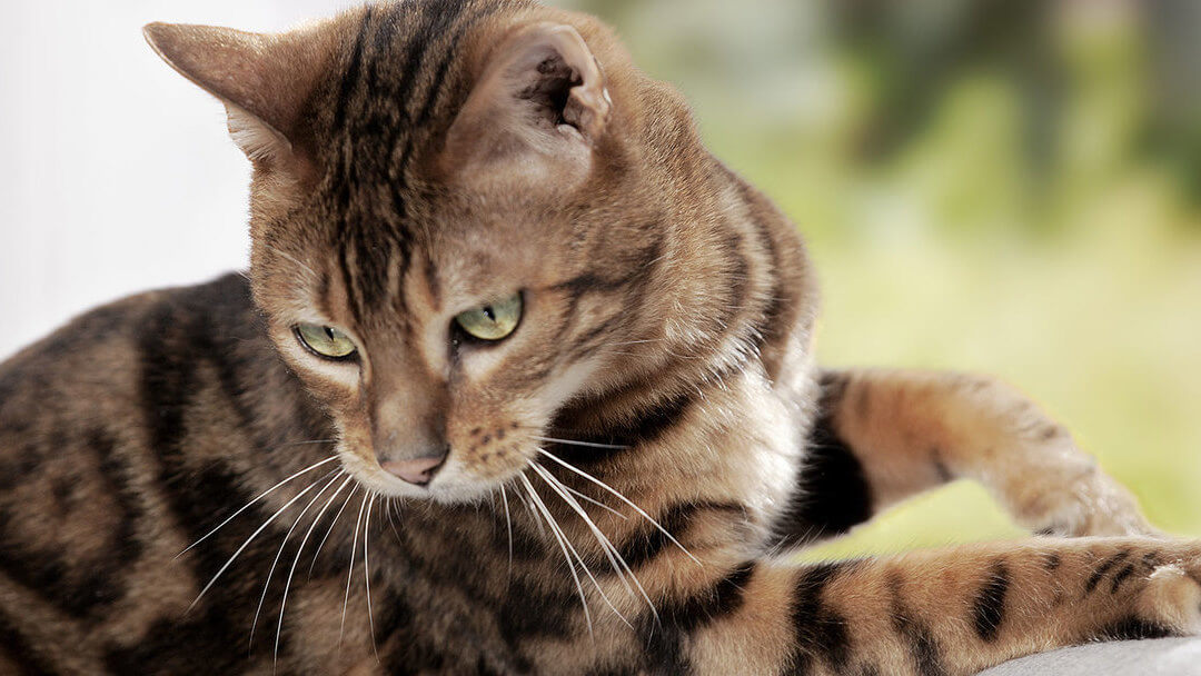 Tapeworm in cats shop treatment over the counter